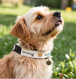 引っ張る犬にとって最も安全な襟は何ですか？