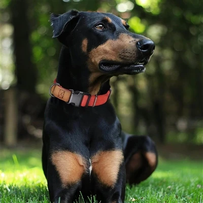Pet Ipetiは、スタイリッシュで耐久性のある犬の襟＆リーシュセットを立ち上げ、ペットの飼い主から絶賛を得ました